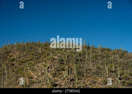 Rounded Hillside Covered with Saguaro Cacti Against Blue Sky Stock Photo