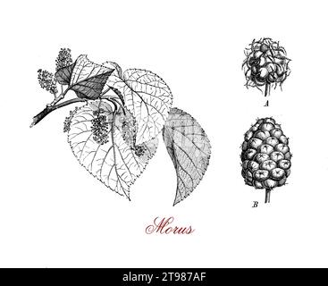 Morus, flowering plants of diverse species known as mulberries wild white, red, and black fruits .Ripe mulberries have a sweet flavor and are used  in pies, tarts, wines, cordials and herbal teas. Stock Photo