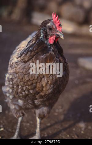Close up of a Maran chicken on a free range farm. Organic farm. Sustainable lifestyle. Countryside. Stock Photo