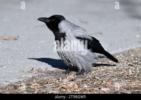 Young hooded crow on Margaret Island in Budapest Stock Photo