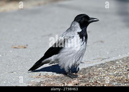 Young hooded crow on Margaret Island in Budapest Stock Photo