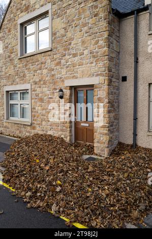 Elgin, Moray, UK. 23rd Nov, 2023. This is a large amount amount of Leaves, that by means of the wind that have gathered around one doorway in New Elgin. Credit: JASPERIMAGE/Alamy Live News Stock Photo