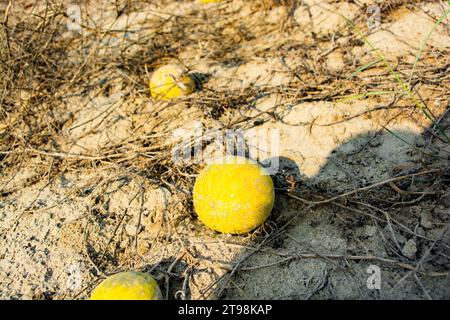 Wild bitter apple in the desert Stock Photo