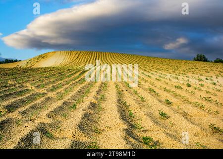 Storm clouds over the agricultural landscape in the Thar desert Stock Photo