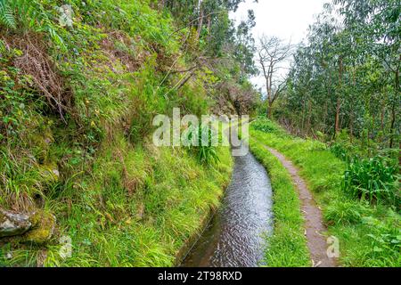 dense forest trail through an old irrigation water channel in typical Portuguese operation on the island of Madeira Stock Photo