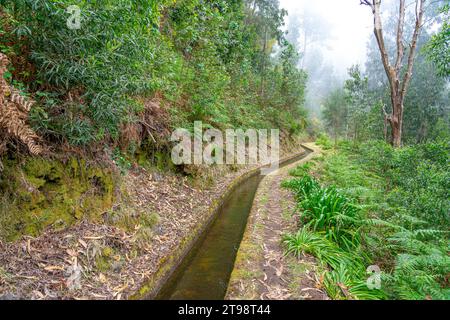 dense forest trail through an old irrigation water channel in typical Portuguese operation on the island of Madeira Stock Photo