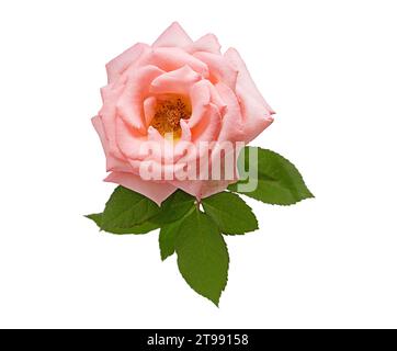 Beautiful gentle pink rose isolated on white background. Beauty of nature. Stock Photo