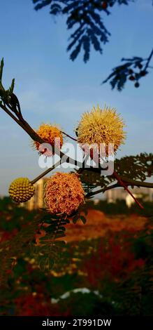 A scenic shot of lush Acacia plants, grass, and trees Stock Photo