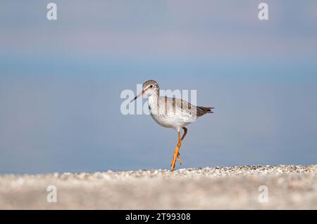 Common Redshank (Tringa totanus) walking by the lake. Stock Photo