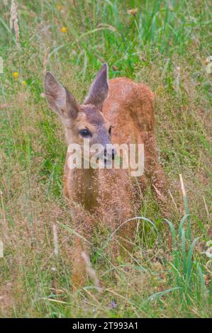 Baby Capreolus capreolus european roe deer just noticed that someone watching her on a field. Summer evening, Czech republic nature. Stock Photo