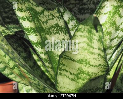 sansevieria aka mother in law tongue (scientific name Dracaena trifasciata)  plant Stock Photo - Alamy