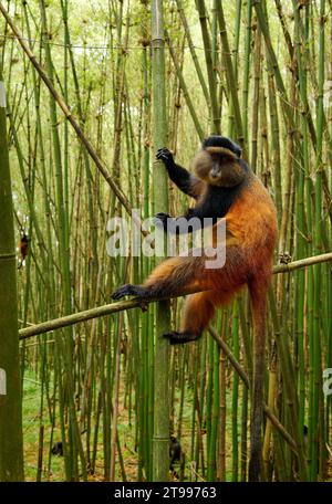 Golden Monkey - Cercopithecus kandti originally subspecies of Blue monkey (Cercopithecus mitis kandti), found in Mgahinga in Uganda, Volcanoes in Rwan Stock Photo