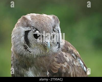 captive falconer's trained Verreaux's Eagle Owl (Ketupa lactea) milky eagle owl or giant eagle owl with fierce stare in good light - Scotland,UK Stock Photo
