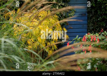 Autumn colours in a London garden: Miscanthus Yakushima dwarf, Acer palmatum and Fuschia Koralle Stock Photo