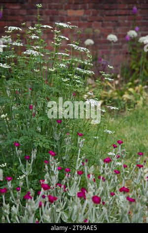 Cow Parsley with Lychnis coronaria or Rose campion in midsummer Stock Photo