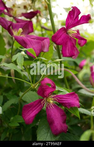 Clematis viticella variety 'Madame Julia Correvon' which was raised in 1900 and thought to be lost to cultivation until it was rediscovered by plantsm Stock Photo