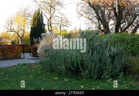 Autumn planting at Lesnes Abbey woods, Abbey Wood, London. Plants include beech hedging, miscanthus grass and rosemary in flower Stock Photo