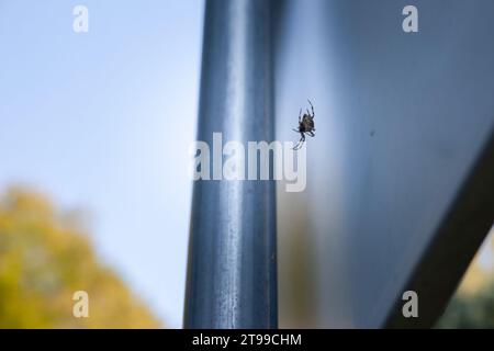 Picture of a zebra spider behind a hungarian metal plaque in Europe. The zebra spider (Salticus scenicus) is a common jumping spider of the Northern H Stock Photo