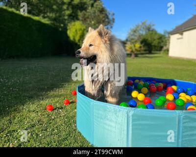 The dog eurasier playing in a pool with balls Stock Photo