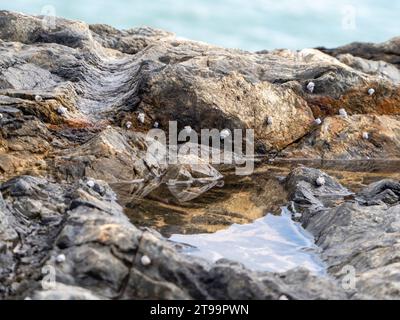 Tiny Periwinkles, sea shells on rocks around a rock pool by the sea, Australia Stock Photo