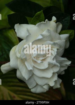 Beautiful fragrant Gardenia flower, creamy white petals and dark green leaves, Australian coastal garden , freshly sprinkled with raindrops Stock Photo
