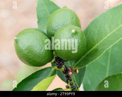 Unripe green Lemons on a tree with a Black Aphid problem Stock Photo