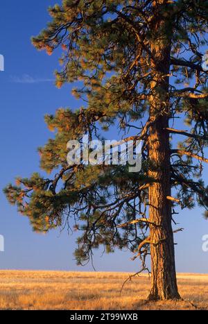 Grassland with ponderosa pine (Pinus ponderosa), Bridge Creek Wildlife Area, Blue Mountain National Scenic Byway, Oregon Stock Photo
