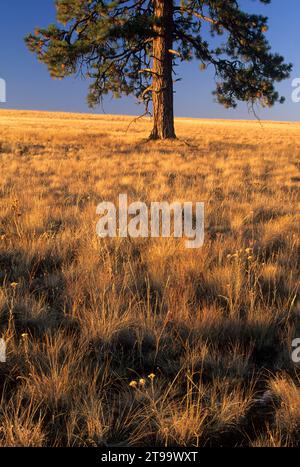 Grassland with ponderosa pine (Pinus ponderosa), Bridge Creek Wildlife Area, Blue Mountain National Scenic Byway, Oregon Stock Photo
