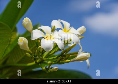 Plumeria flower white frangipani tropical flower, plumeria flower blooming on tree Stock Photo
