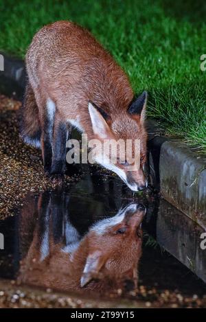 Urban Fox in Bristol Stock Photo