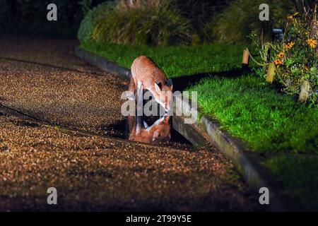 Urban Fox in Bristol Stock Photo