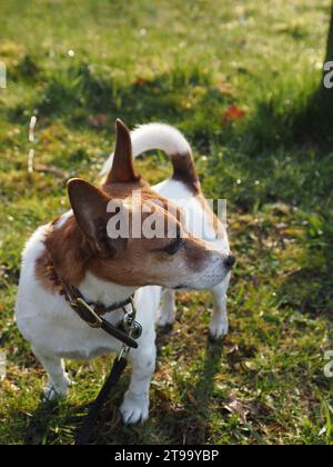 Cute young Jack Russell Terrier in a park on a dog walk with his human friend, togetherness or friendship Stock Photo