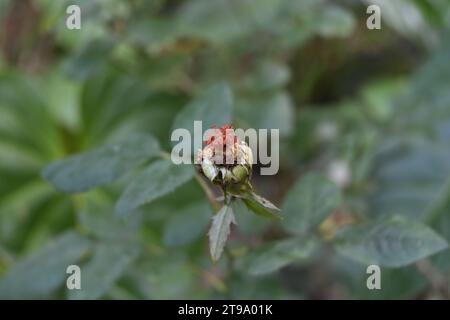 High angle view of a wilted rose flower without the petals. The remaining pistils and stamens are rotting on the plant Stock Photo