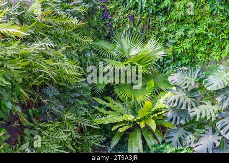Cluster of various tropical plants, green leaves layout. Nature spring concept Stock Photo