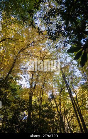 Lush Forest Canopy at the Great Smoky Mountains, North Carolina Stock Photo