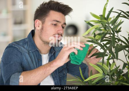 man cleaning the leaves of a house plant Stock Photo