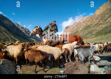 Shepherd on horseback guiding a flock of sheep in the mountain range Kyrgyzstan Stock Photo