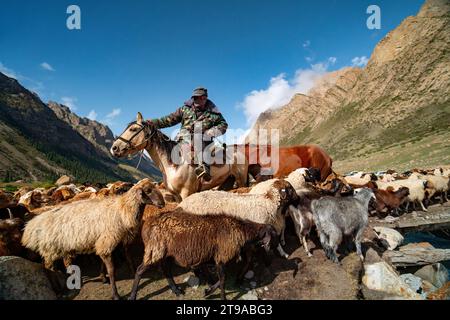 Shepherd on horseback guiding a flock of sheep in the mountain range Kyrgyzstan Stock Photo