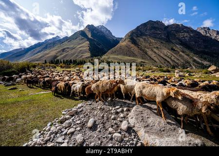 Shepherd on horseback guiding a flock of sheep in the mountain range Kyrgyzstan Stock Photo