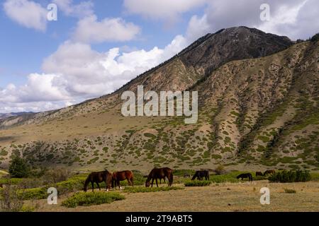 A herd of horses grazes in the mountains of Kyrgyzstan Stock Photo