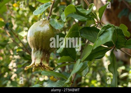 A Vibrant pomegranate tree bearing fruits and colorful flowers in a lush garden Stock Photo