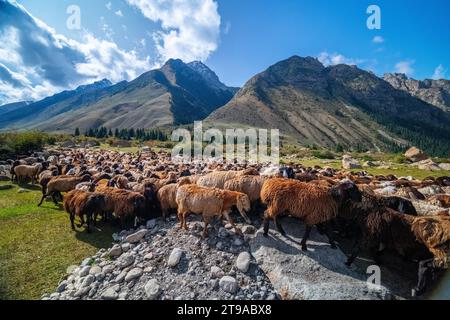 Shepherd on horseback guiding a flock of sheep in the mountain range Kyrgyzstan Stock Photo