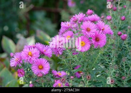Aster novae-angliae Sayer's Croft, New England aster Sayer's Croft, lilac-pink flowers with yellow centres Stock Photo