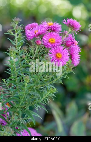 Aster novae-angliae Sayer's Croft, New England aster Sayer's Croft, lilac-pink flowers with yellow centres Stock Photo