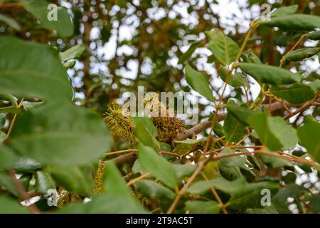 Close up of the male flowers of a Carob tree The carob (Ceratonia siliqua) is a flowering evergreen tree or shrub in the Caesalpinioideae sub-family o Stock Photo