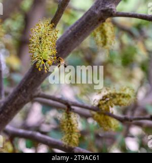 bee visits the male flowers of a Carob tree The carob (Ceratonia siliqua) is a flowering evergreen tree or shrub in the Caesalpinioideae sub-family of Stock Photo