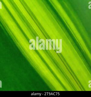 Dracaena - Lemon Lime houseplant Abstract patterns of a green leaf Stock Photo