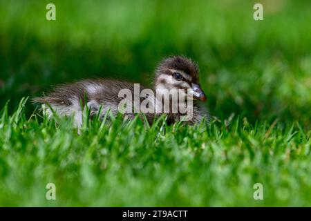 Baby duckling lying on green grass Stock Photo