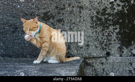Ginger cat sitting on concrete stairs. Cat on wet concrete path. Close-up of a cute ginger tabby kitten. Home pet. Selective focus. Stock Photo