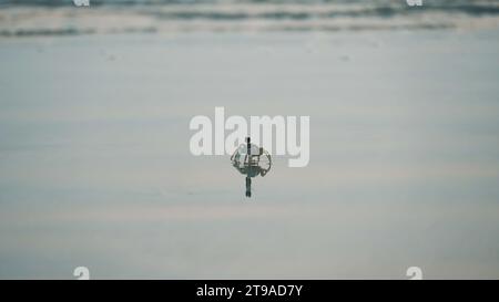 Small crab on the sandy beach. Image of a crab close-up. Small mediterranean crab. Sea crab runs along the sandy beach. Stock Photo